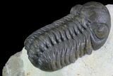 Austerops Trilobite - Excellent Eye Facets #89324-4